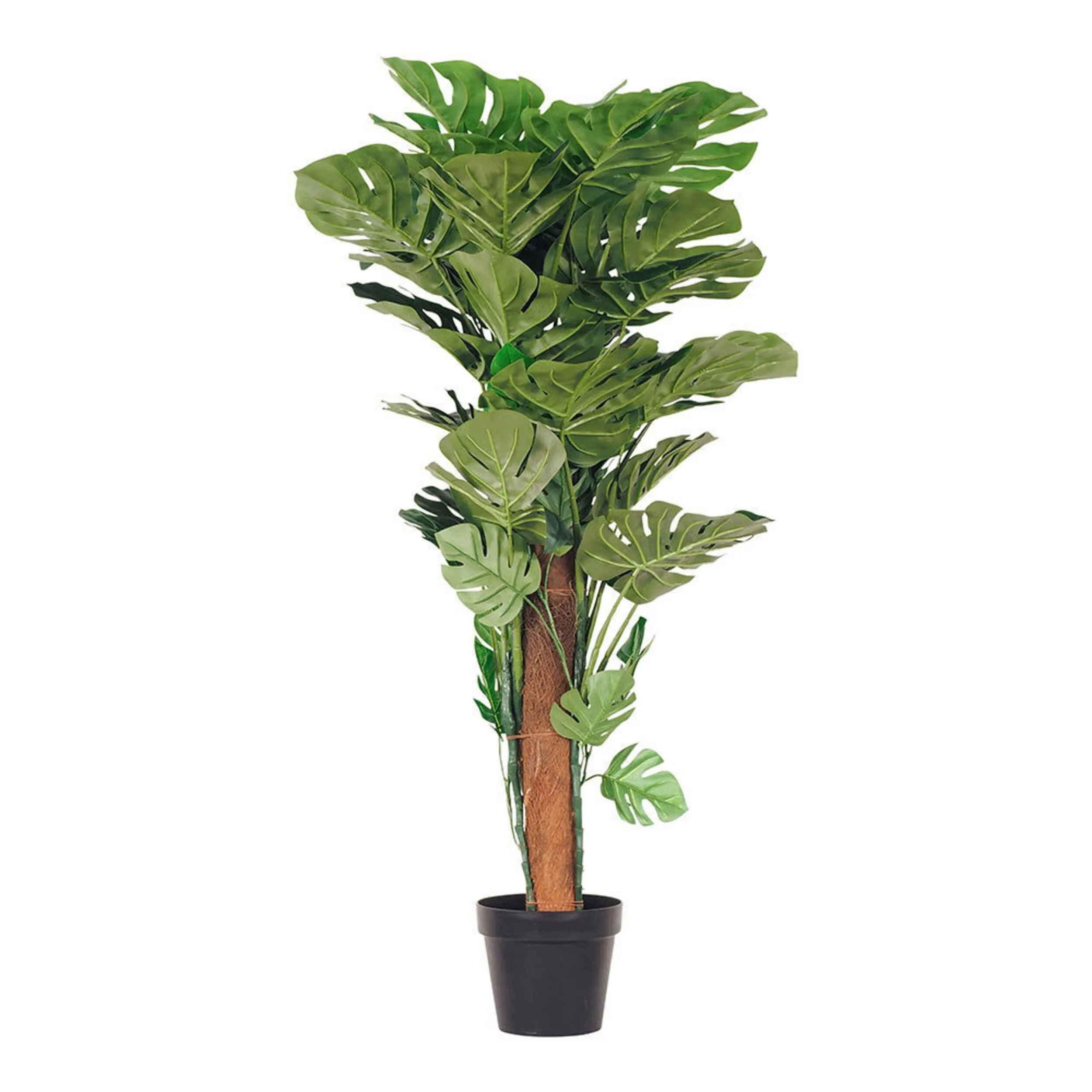 Eden Potted Monstera 105cm