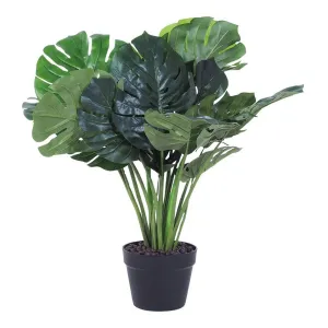 Eden Potted Monstera 60cm