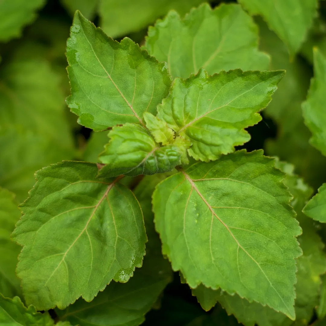 Patchouli Dark Essential Oil