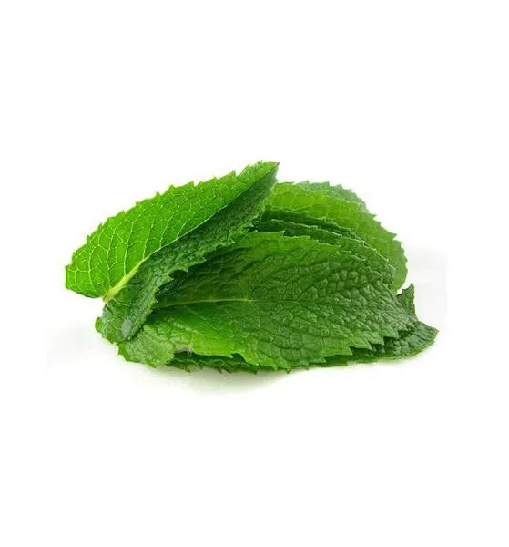 Peppermint Single Note Fragrance Oil