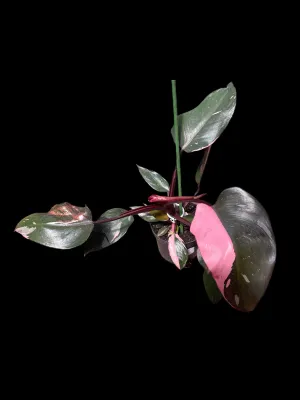 Philodendron Pink Princess