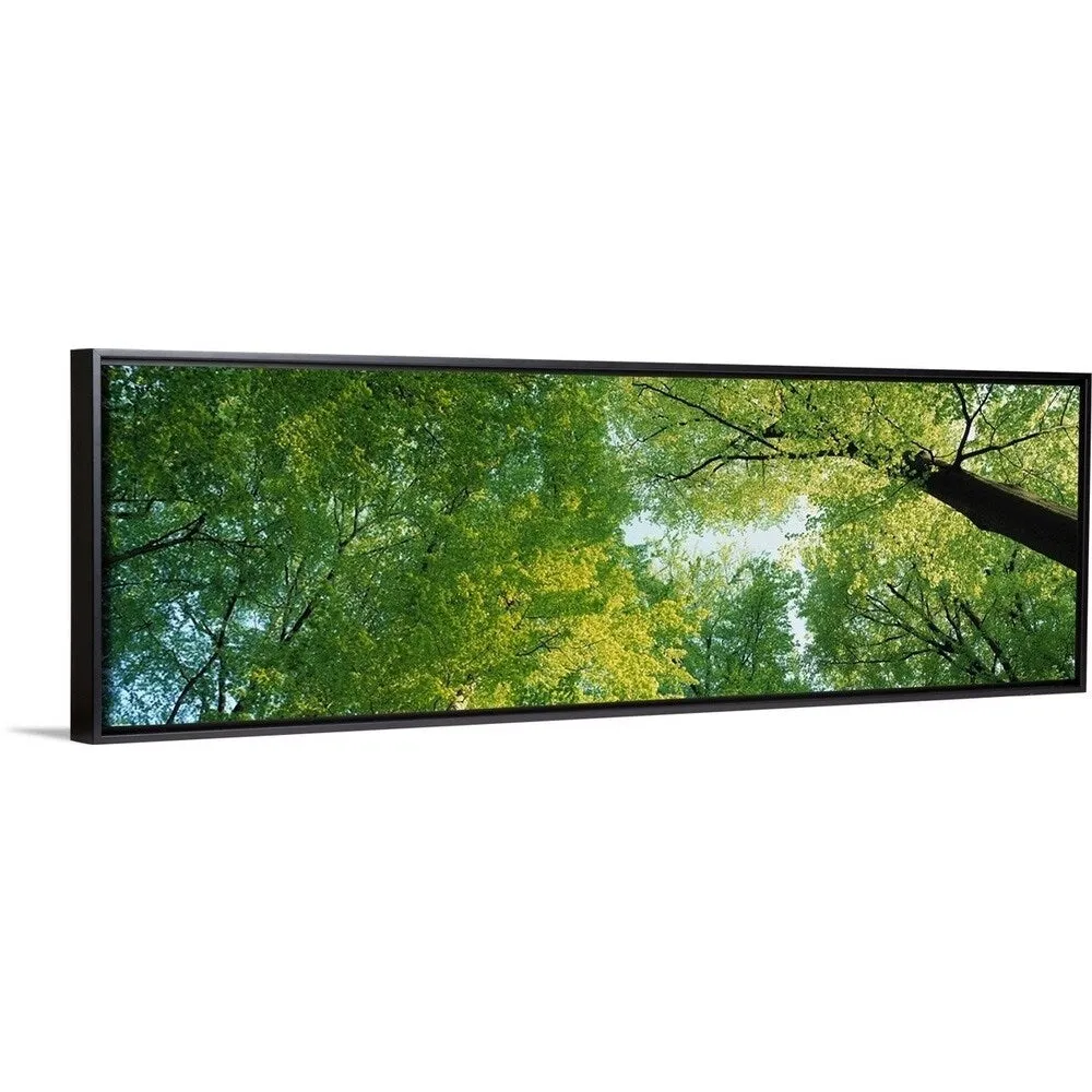 "Beech Forest " Black Float Frame Canvas Art