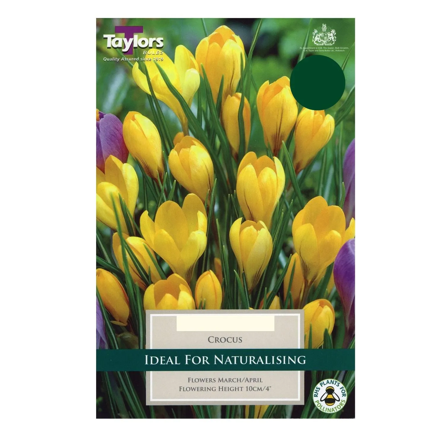 Taylors 8 Yellow Crocus Bulbs