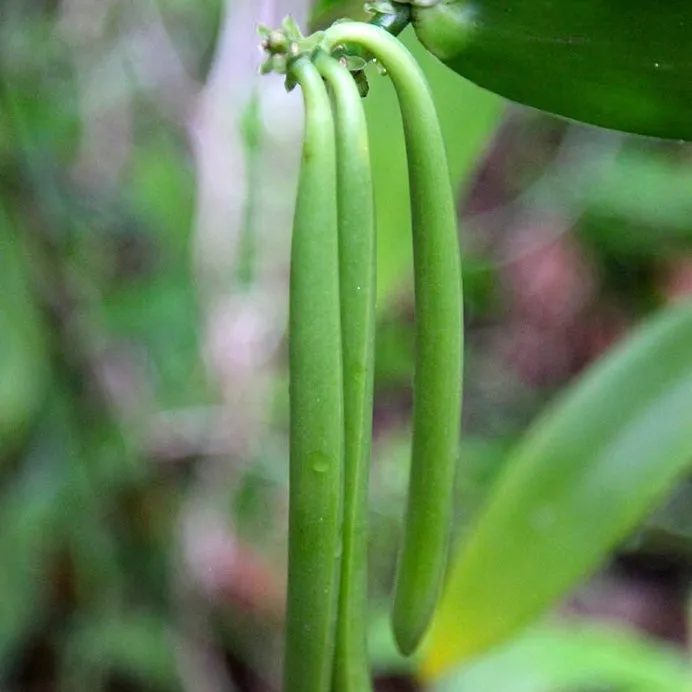 Vanilla Oleoresin